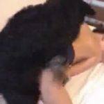 Cachorro fodendo a buceta da mamãe