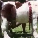 Brasileirinha gostosa fazendo sexo com um pequeno pônei