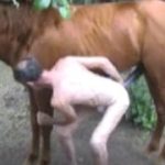 Cavalo metendo o pau na bunda de um brasileiro gay