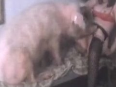 Mulher transando com um porco | Videos Porno Bizarro