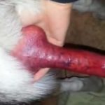 Zoofilia mulher amadora pega no pau do cachorro e bate punheta