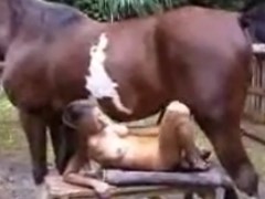 Cavalo fode buceta e bunda da mulher