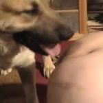 Marido obriga mulher a dar para o cachorro