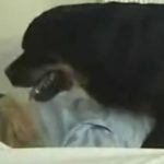 Cachorro Rottweiler Fodendo Minha Empregada Domestica