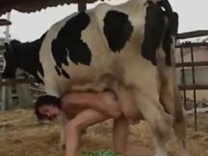 Mulher chupando a buceta da vaca
